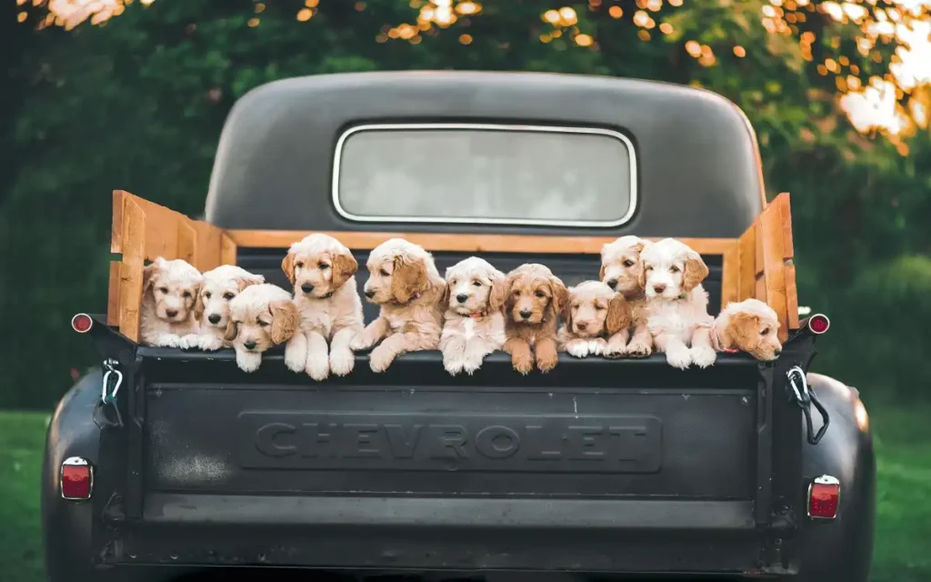 labradoodle