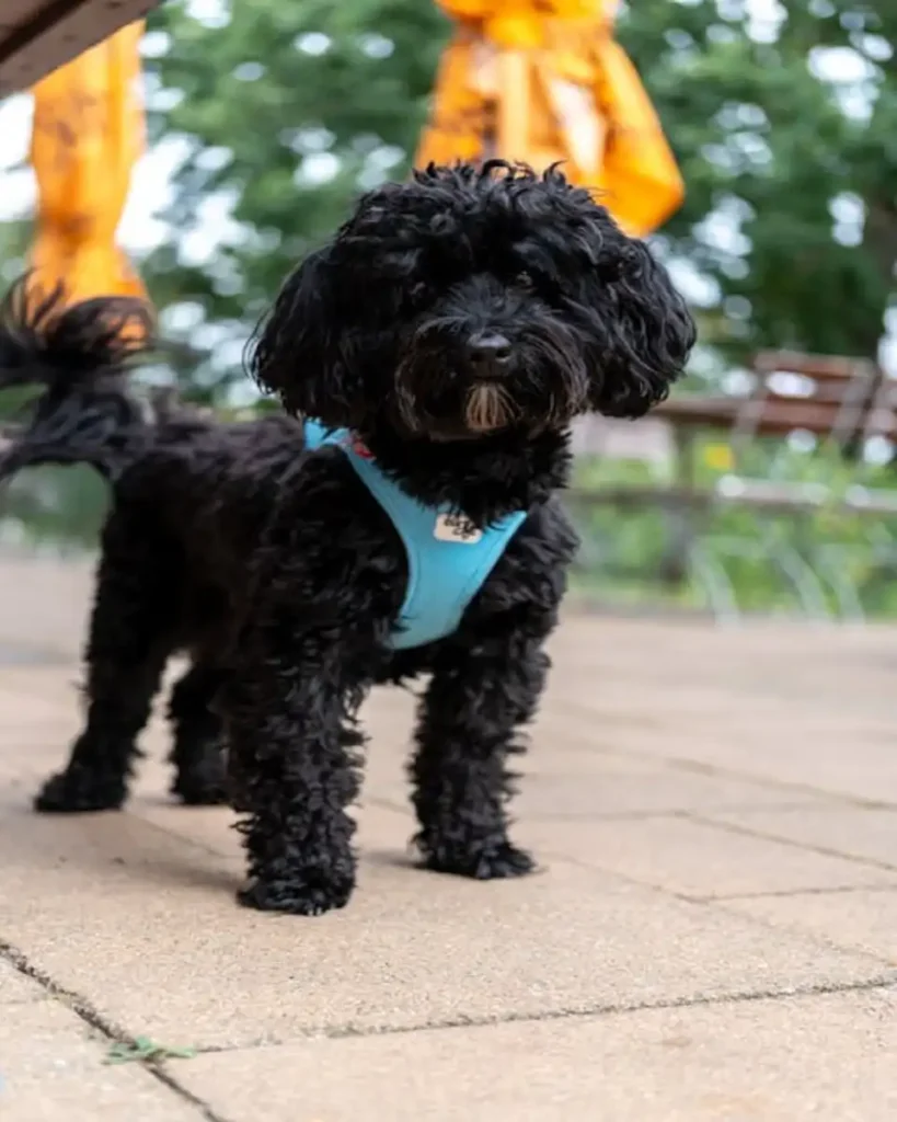 labradoodle black