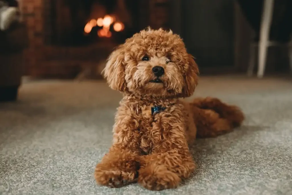 labradoodle lifespan