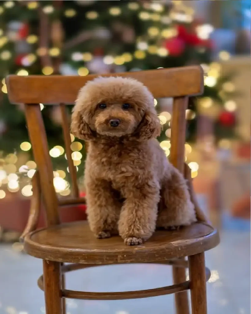 labradoodle mini