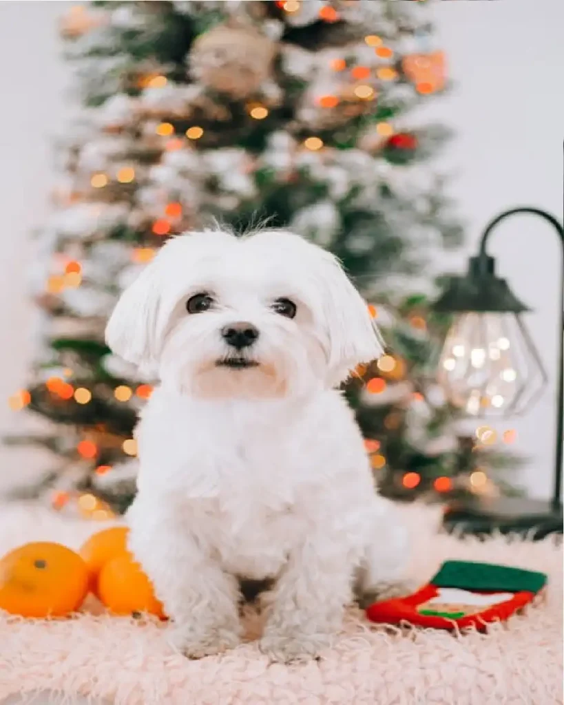 labradoodle puppies