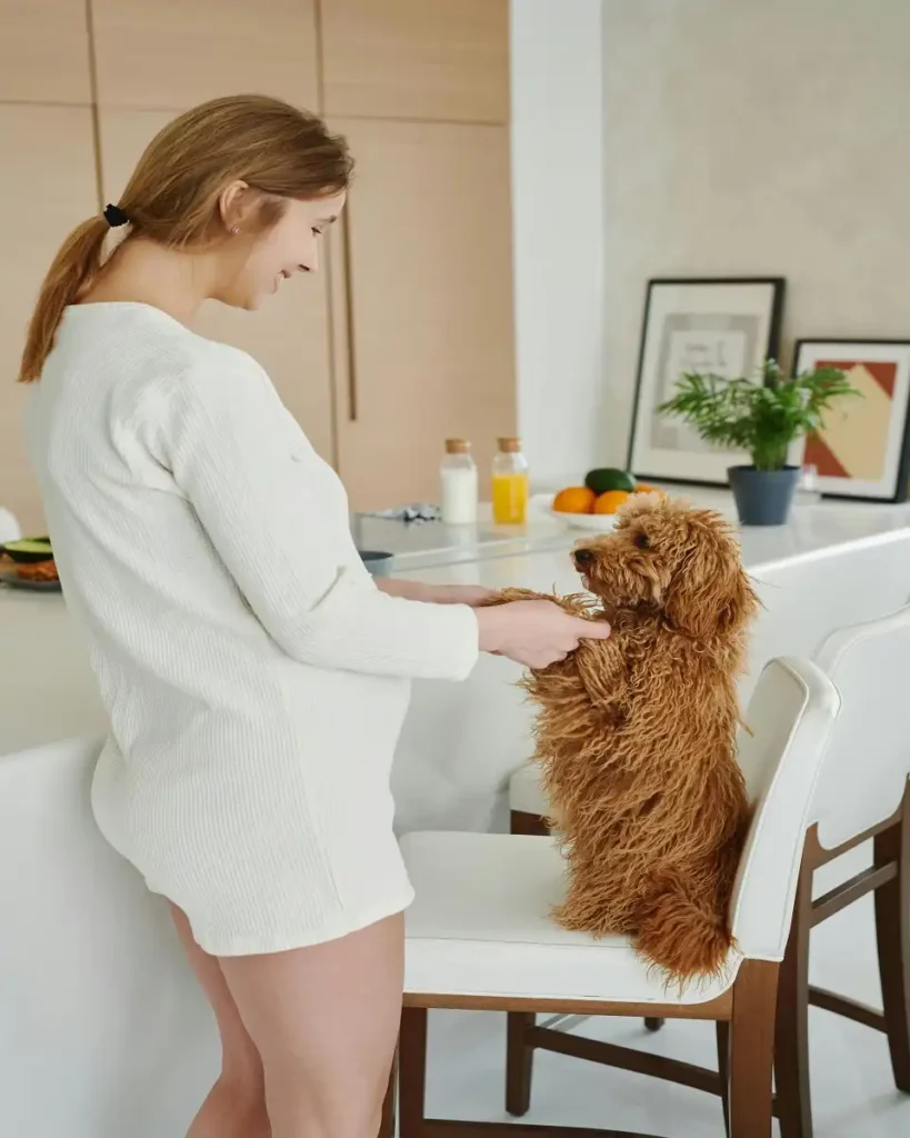 labradoodle size