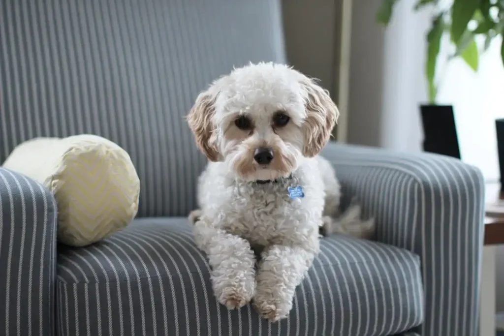 labradoodle white