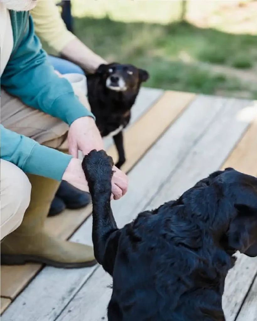 labrador dog black colour price