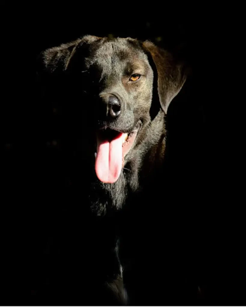labrador dog price