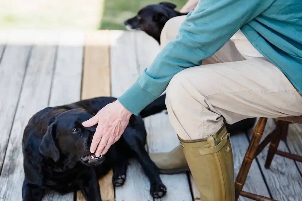 labrador retriever temperament