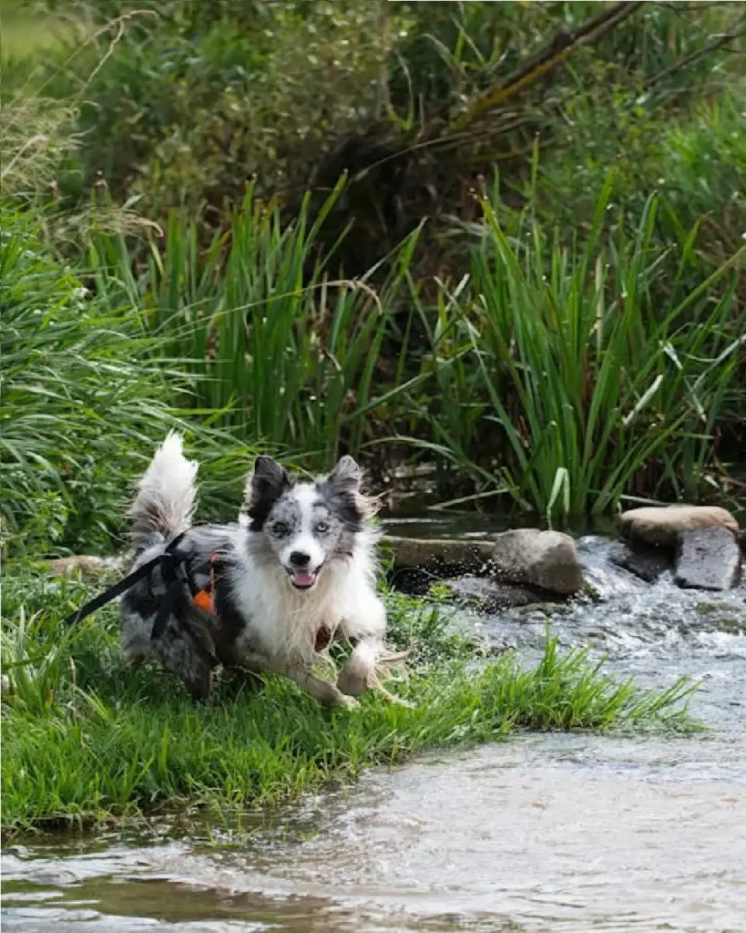 large water dog breeds