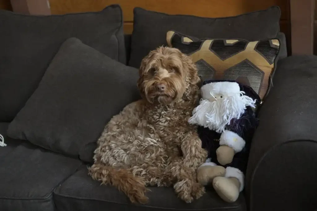 mini labradoodle