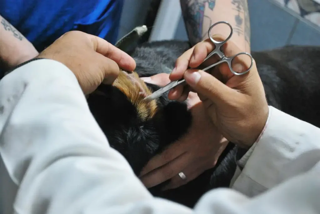 nexgard for dogs