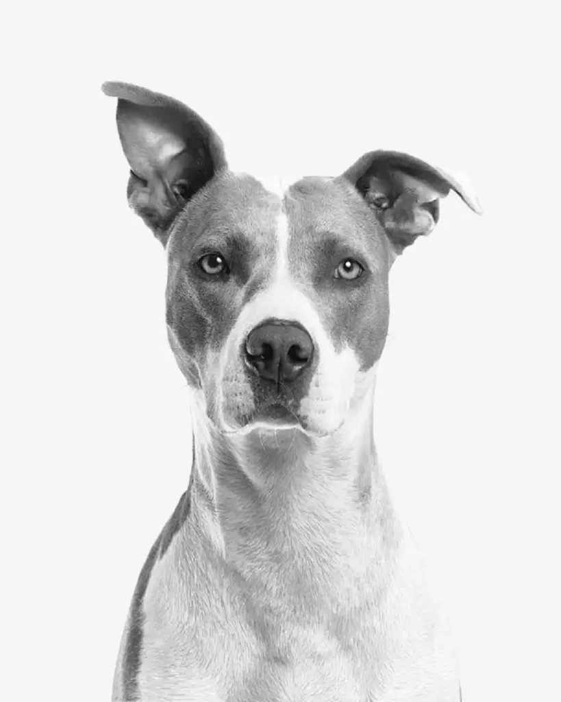 parson russell terrier