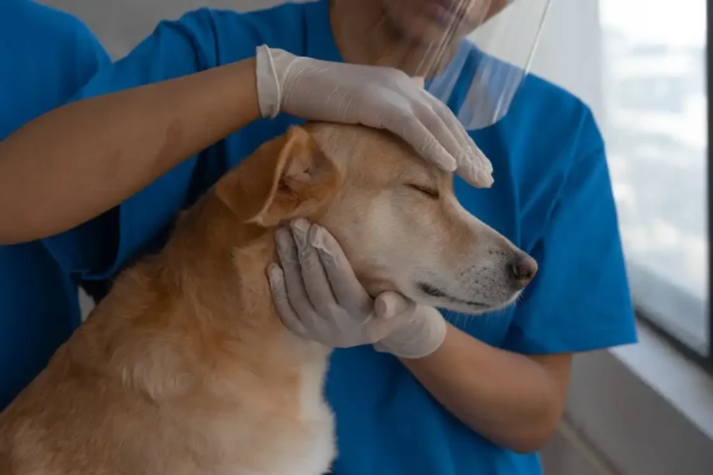 pet meds without vet prescription