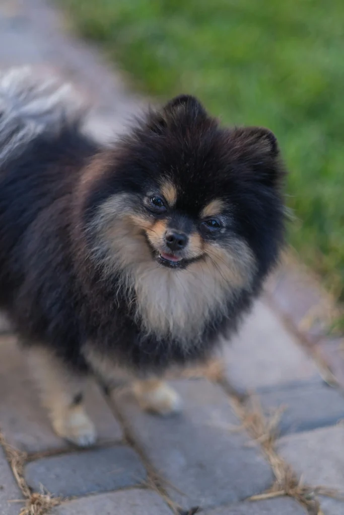 pomeranian black