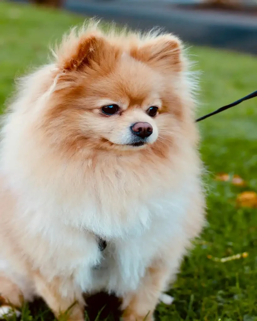 pomeranian dog price
