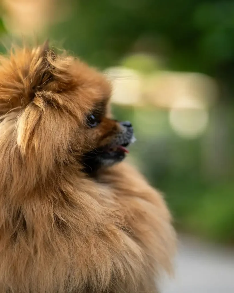 pomeranian dog price in USA