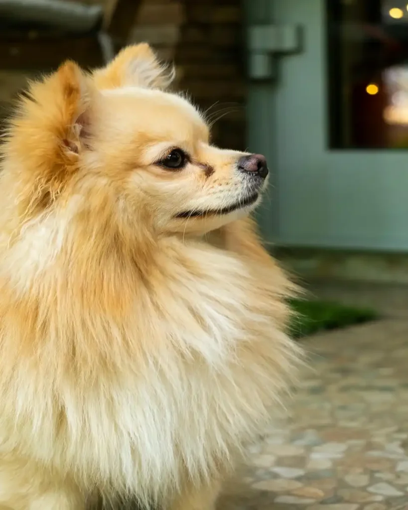 pomeranian life expectancy