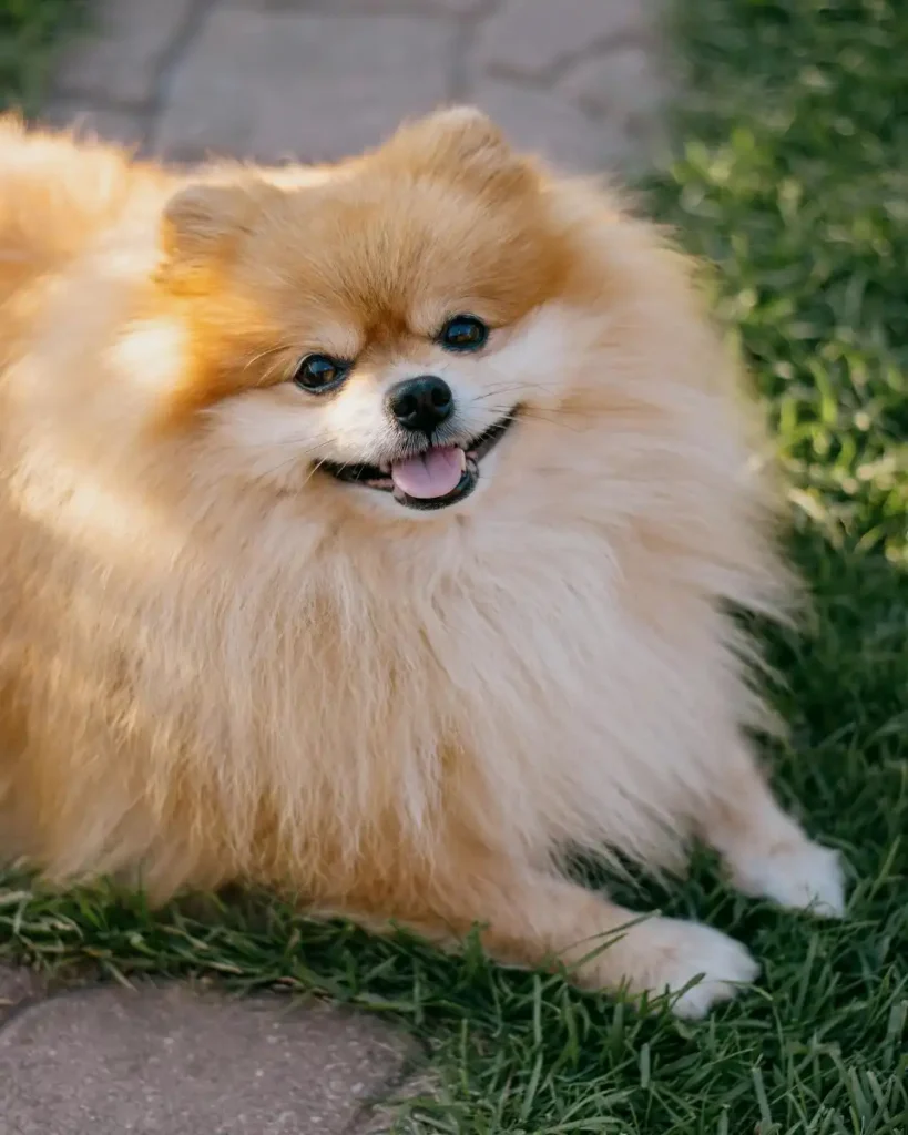 pomeranian temperament