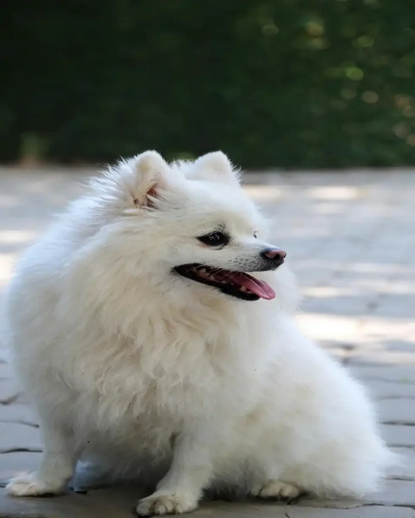 pomeranian white