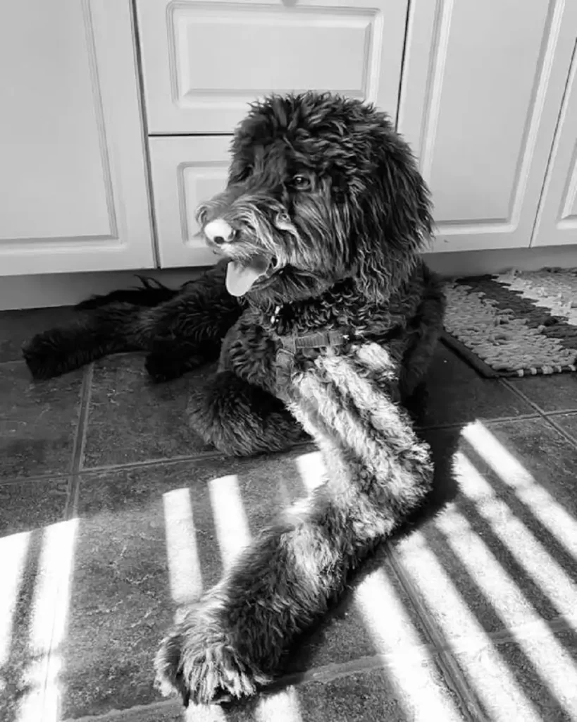 poodle mixes