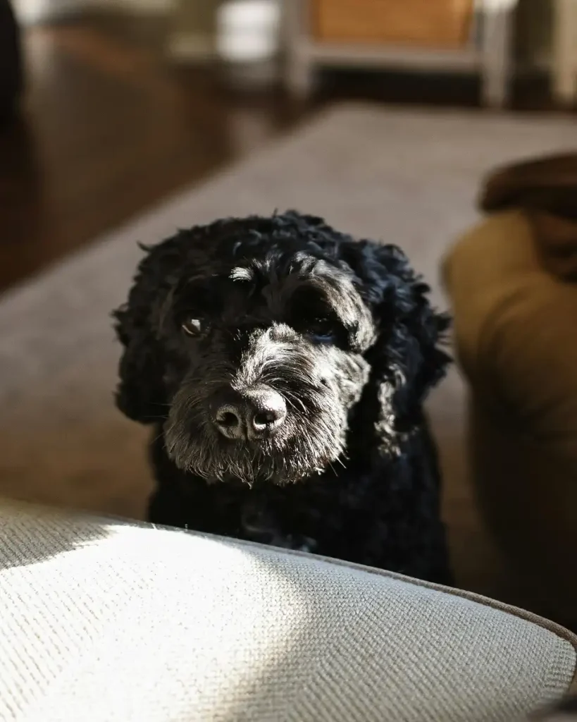 portuguese water dog for sale