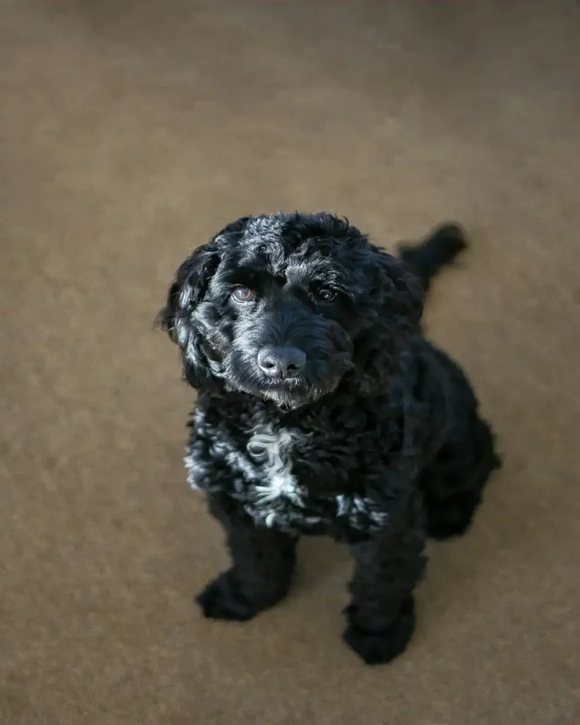 portuguese water dog lifespan