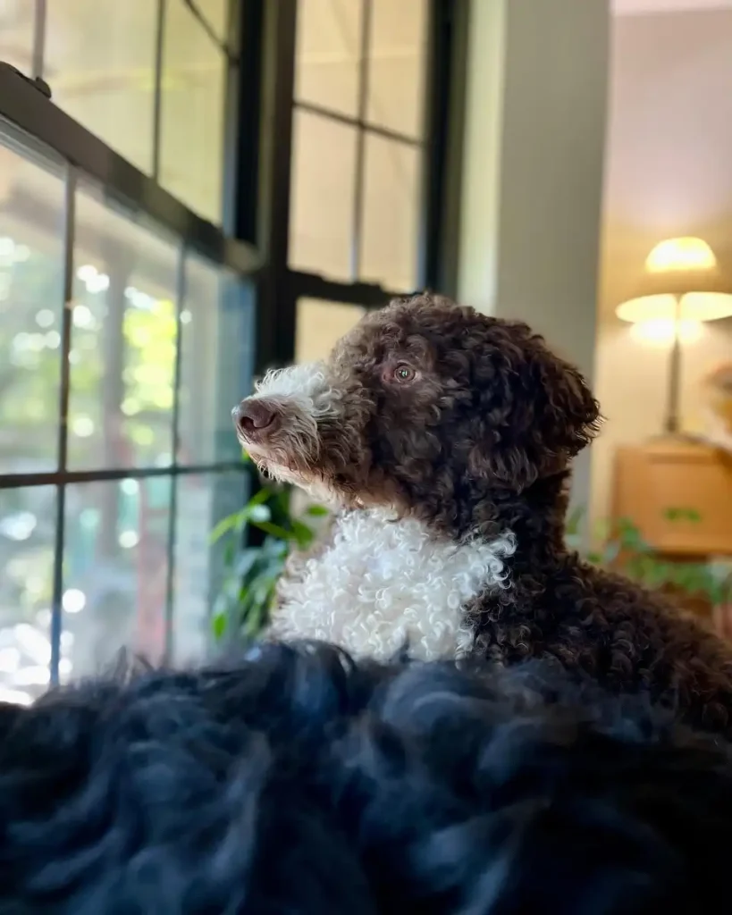 portuguese water dog price