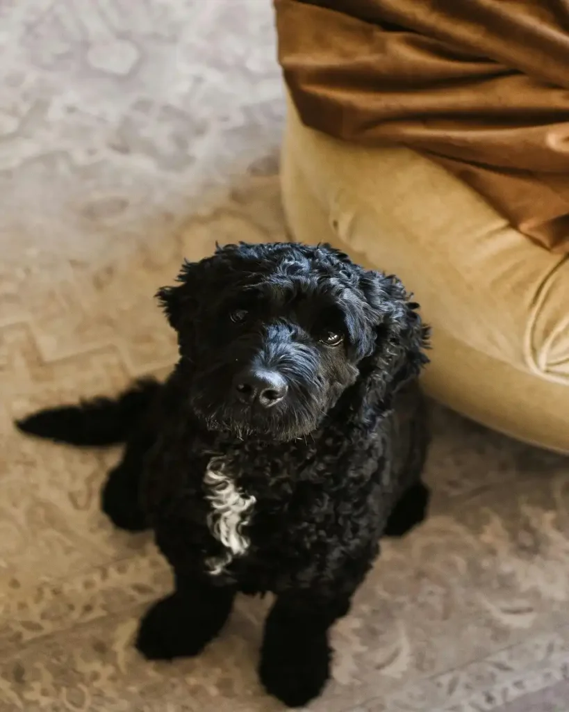 portuguese water dog size