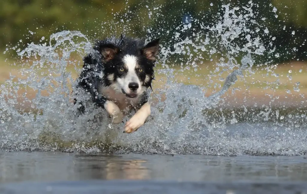 portuguese water dog temperament