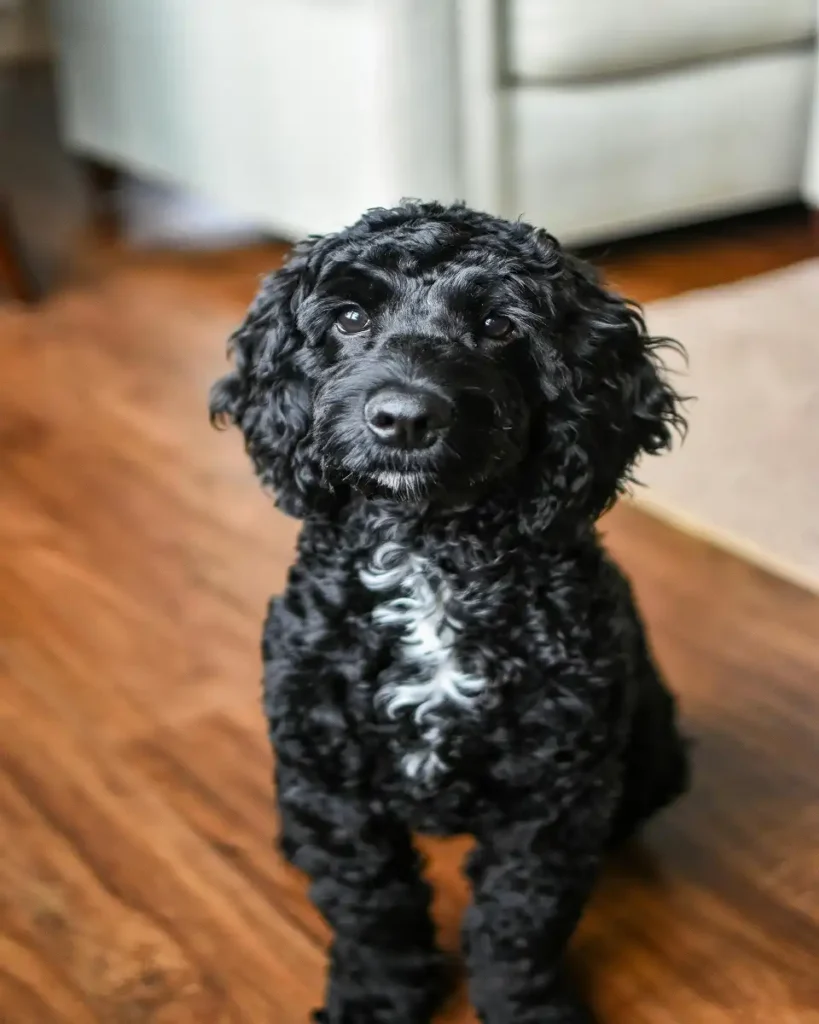 portuguese water dog temperament