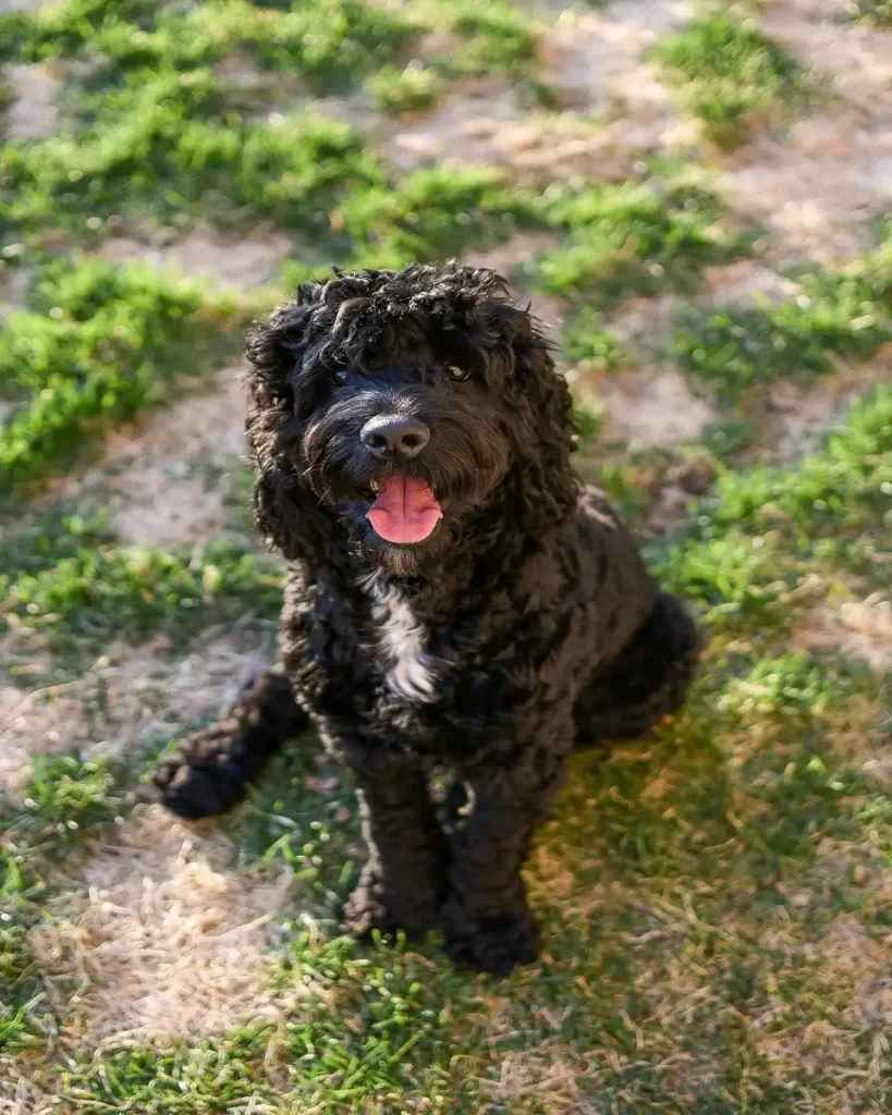 portuguese water dog weight