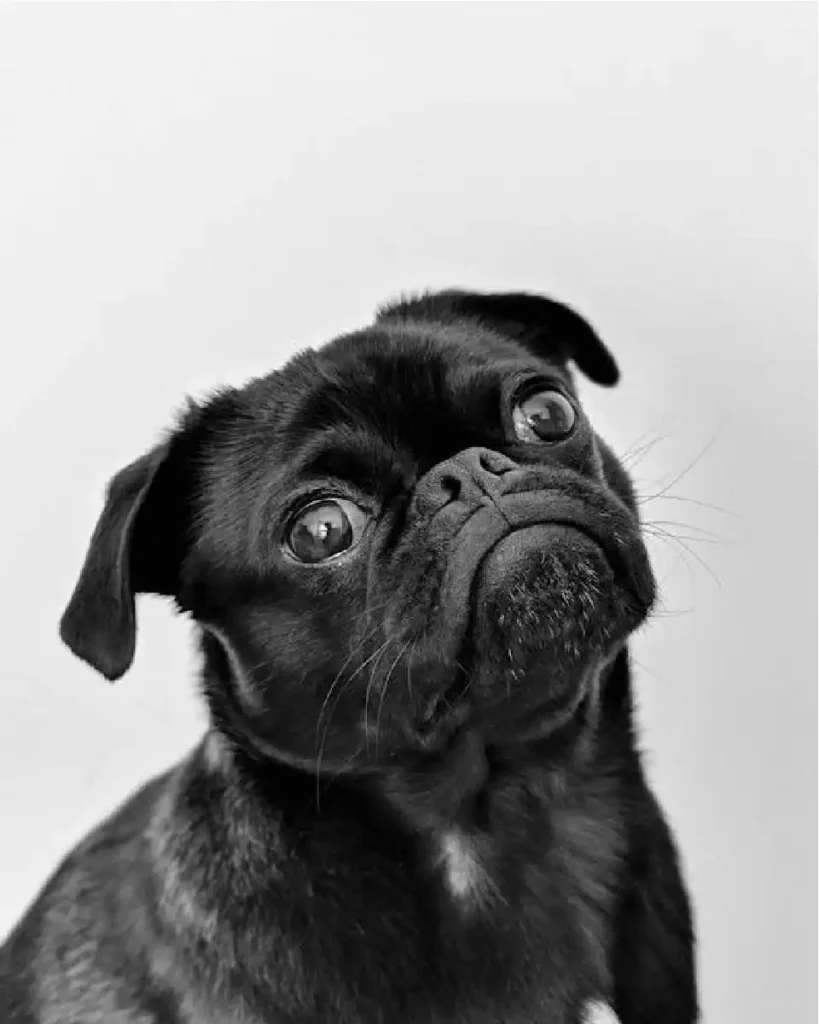 pug black