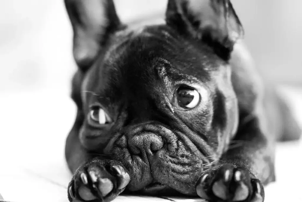 pug cartoon