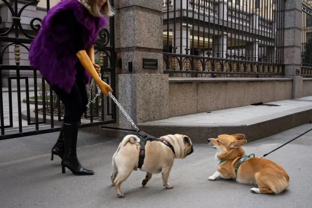 pug dog price