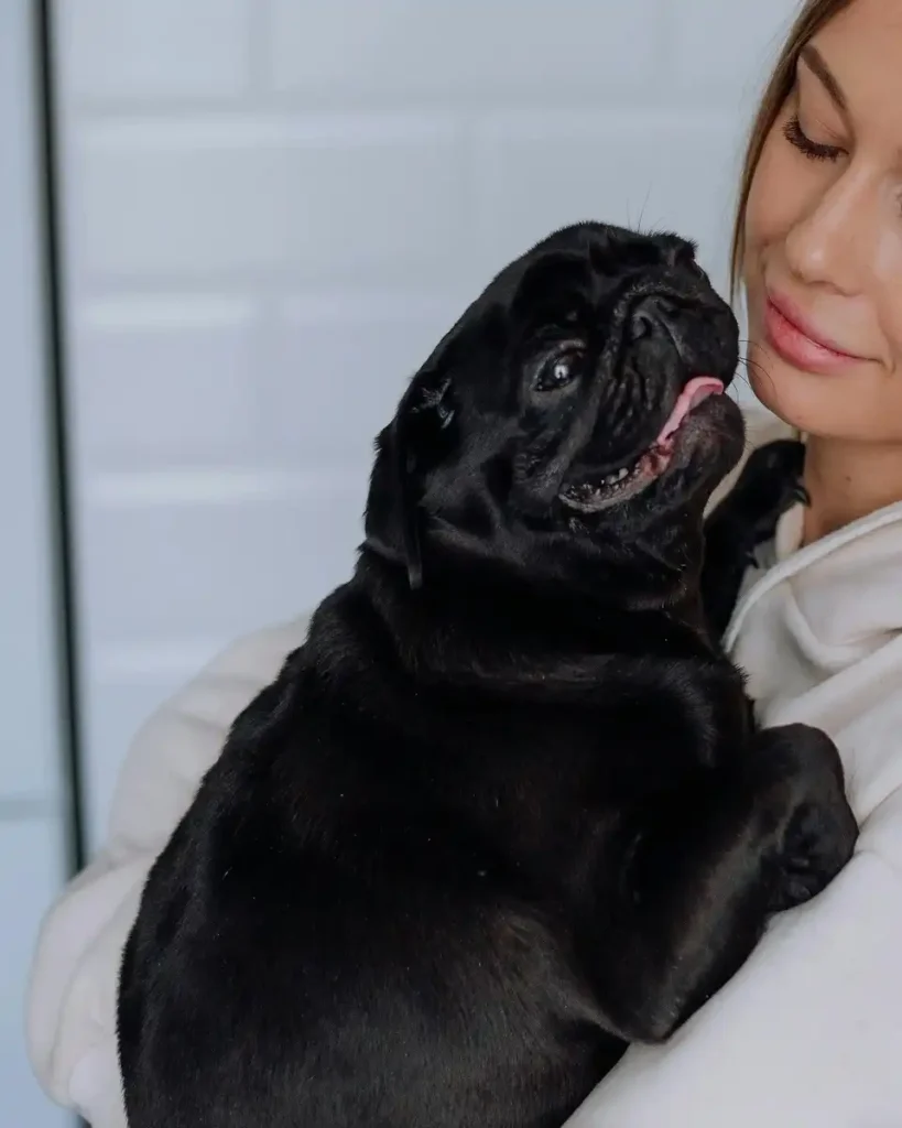 pug temperament