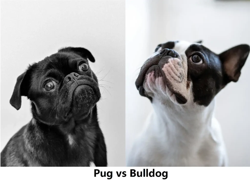 pug vs bulldog