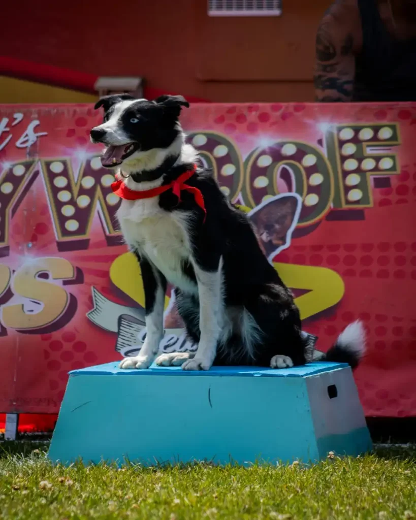 puppy bowl 2025 location