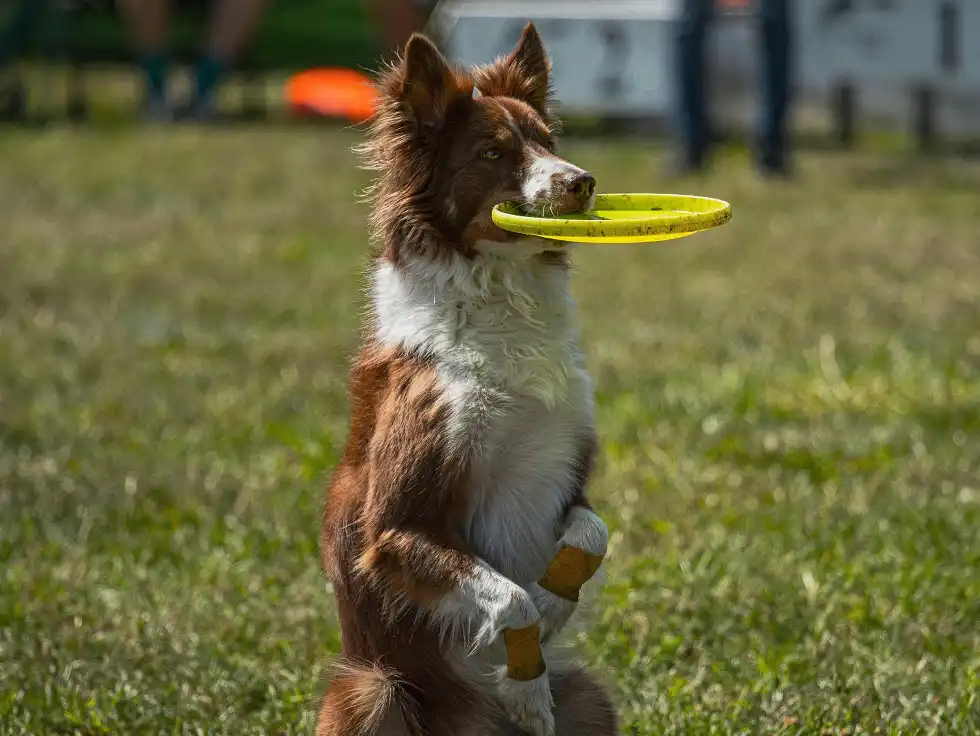 puppy bowl 2025 tickets price
