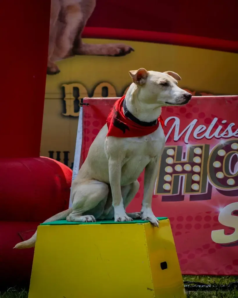 puppy bowl presents puppy mania