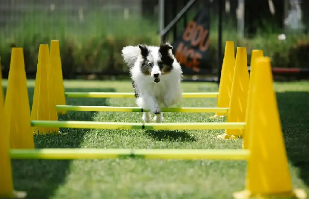 puppy bowl xxi