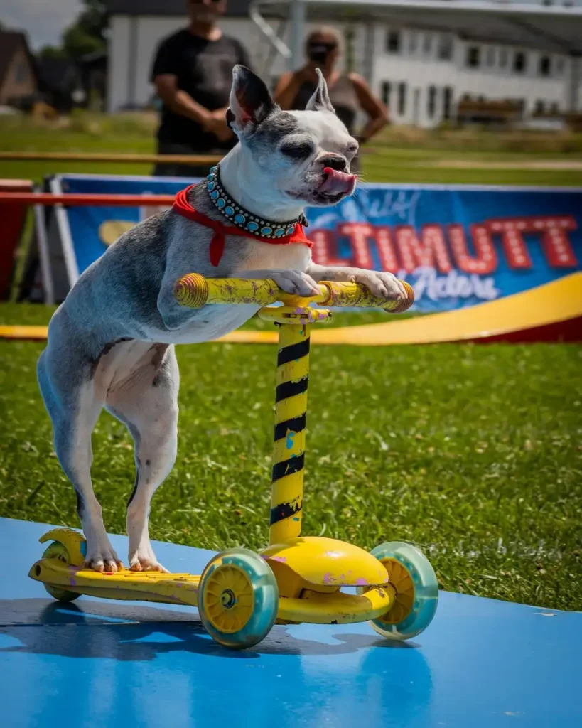 puppy talent showcase kickoff episodes