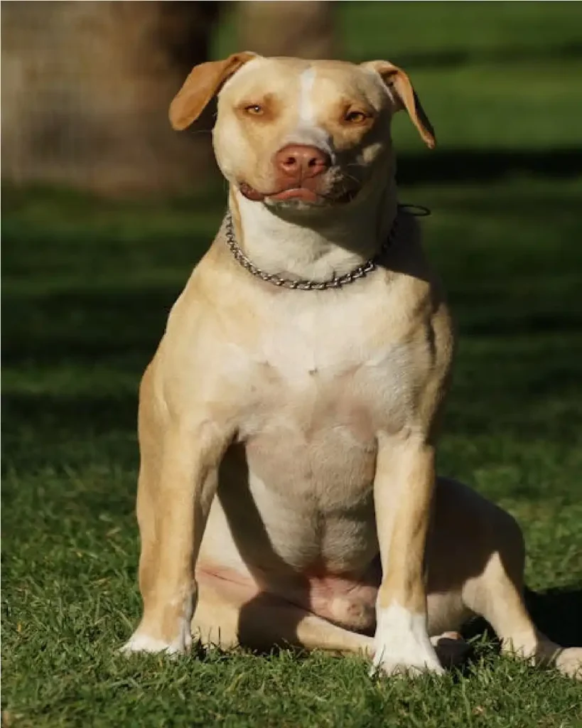 red nose pitbull female