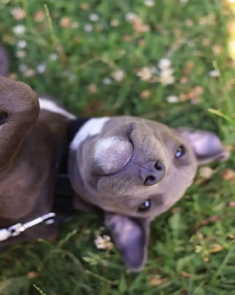 red nose pitbull puppy