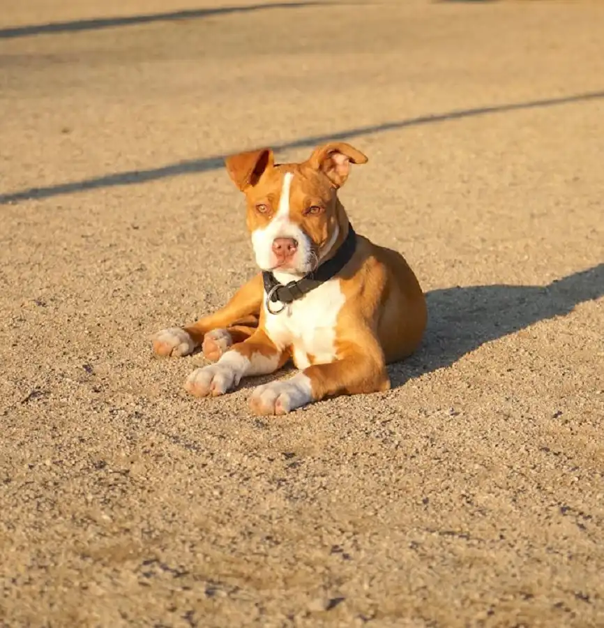 red nose pitbull terrier price in Canada