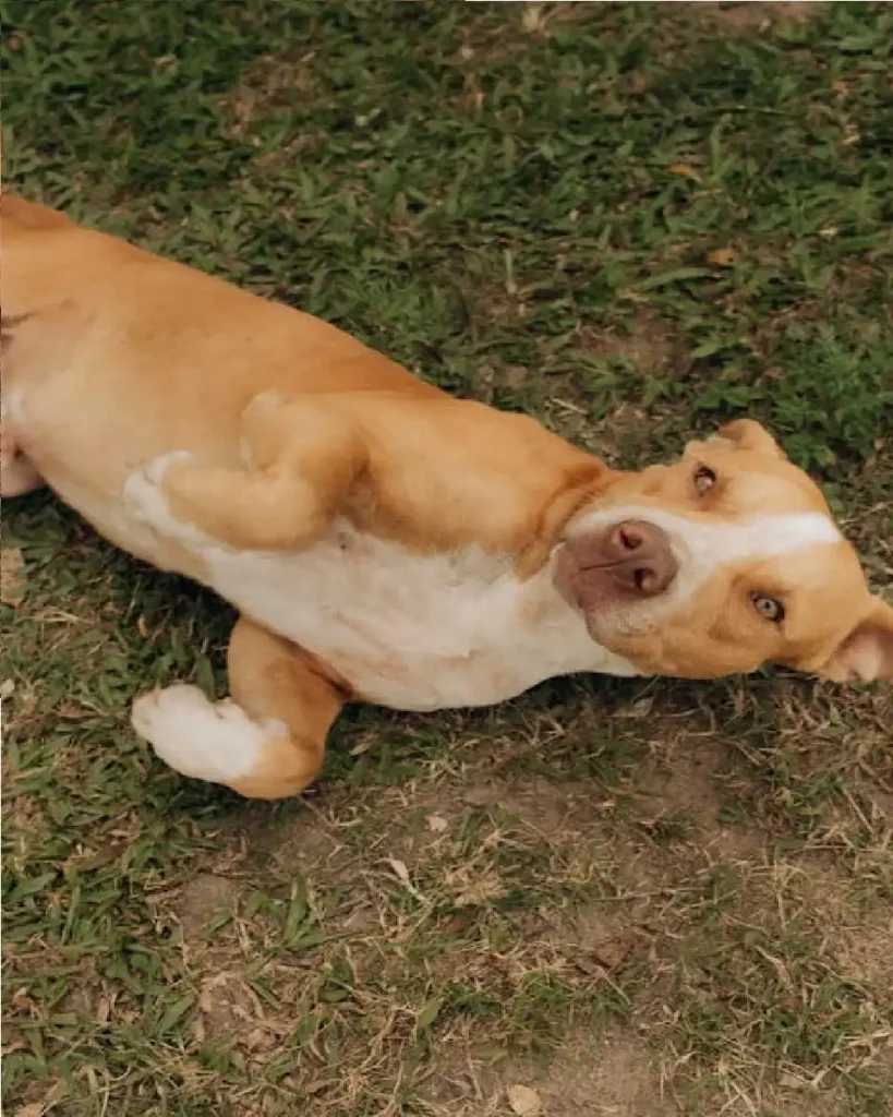 red nose pitbull vs blue nose