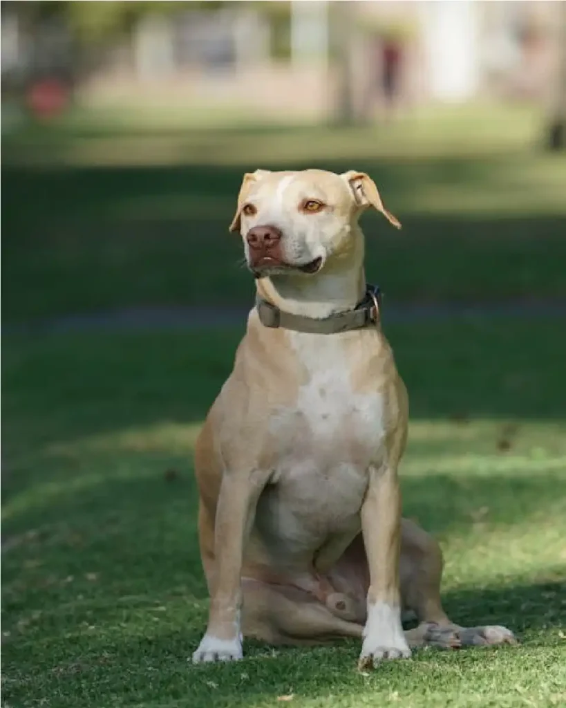red nose pitbull white