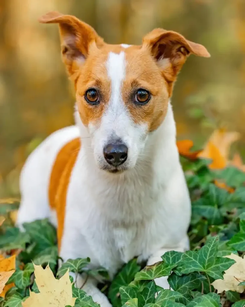 russell terrier vs jack russell