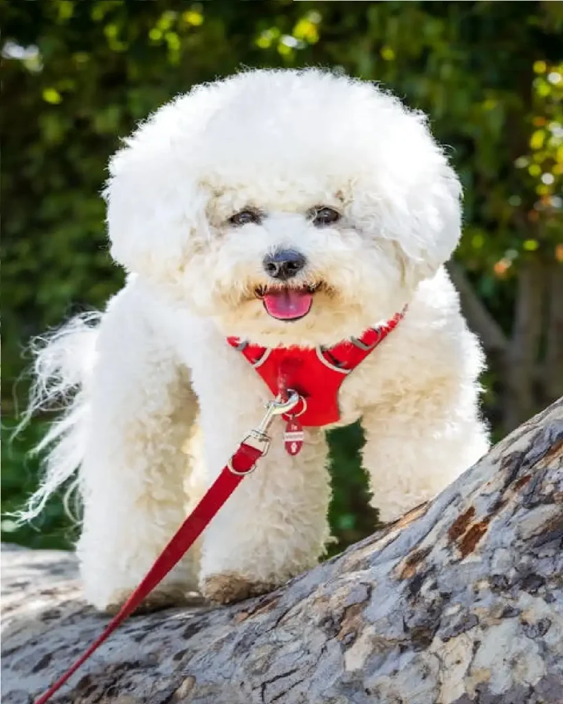 shih poo behavior problems