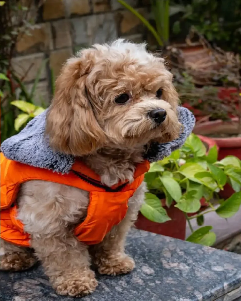 shih poo pictures