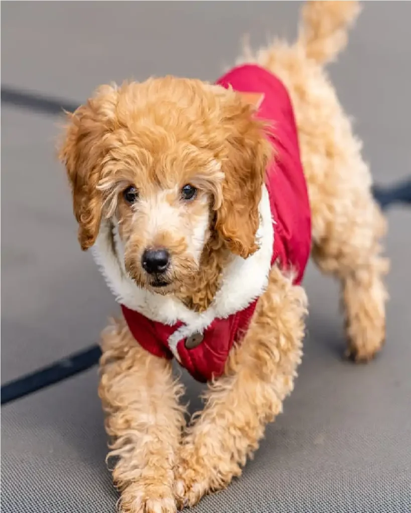 shih poo temperament