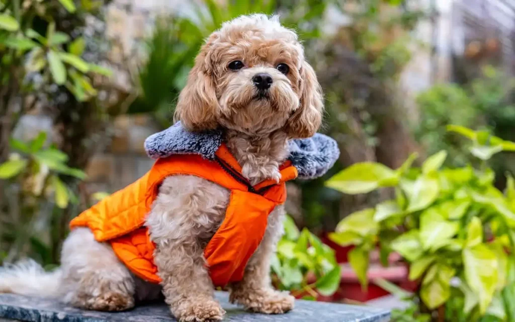 shihpoo