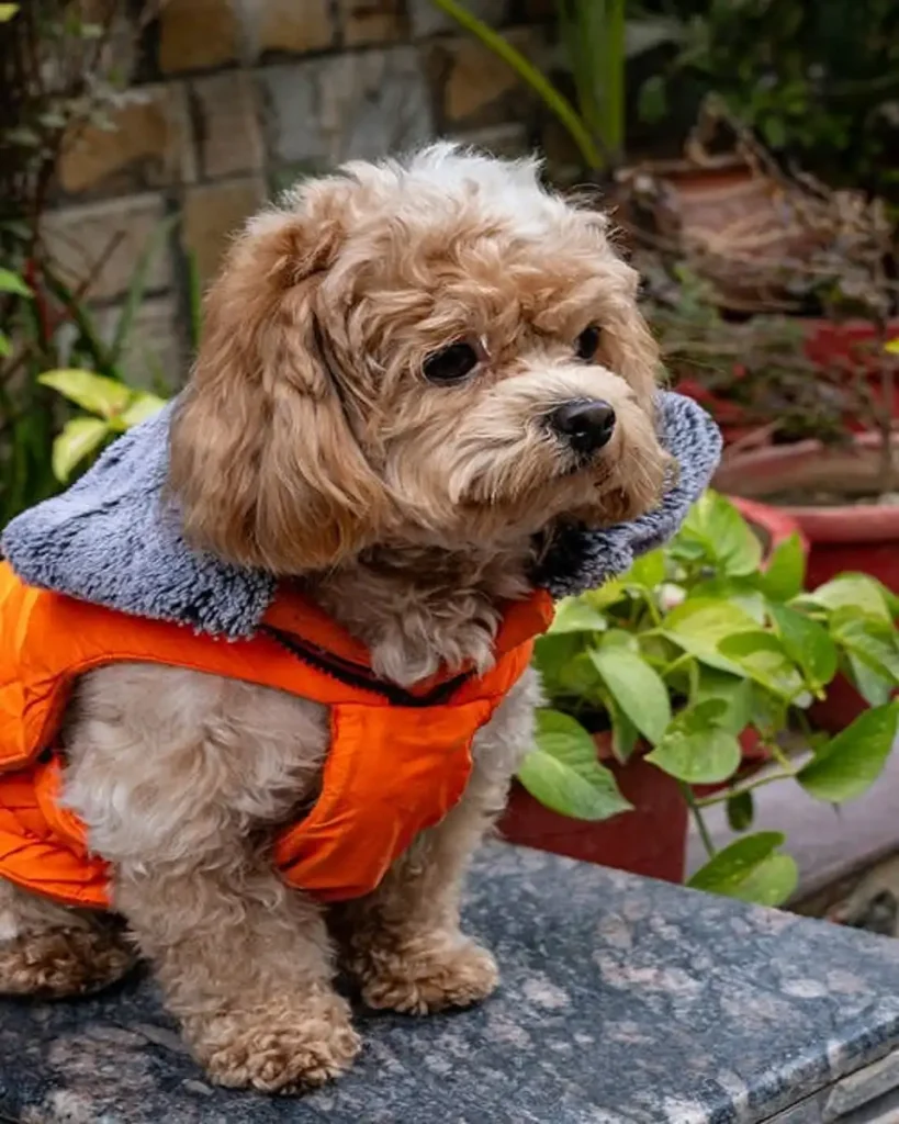 shihpoo age range